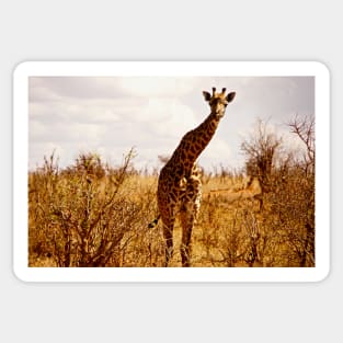 giraffe Sticker